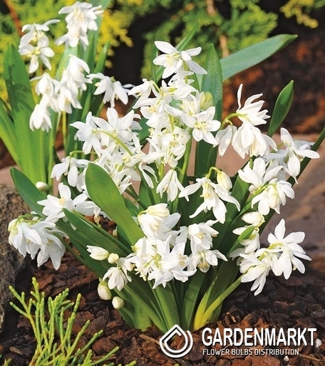 Scilla Sibirica White 5 pcs