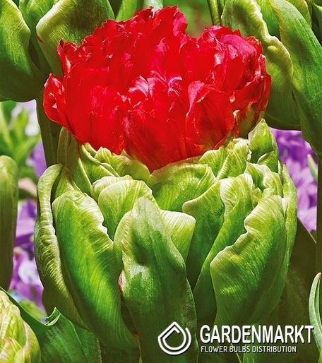 Tulip Double Bulls Eye 5 pcs