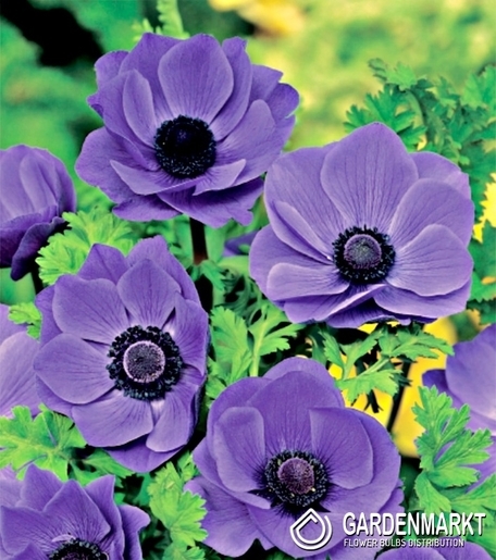Anemone Mr. Fokker 10 pcs