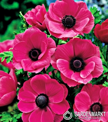 Anemone Sylphide 10 pcs