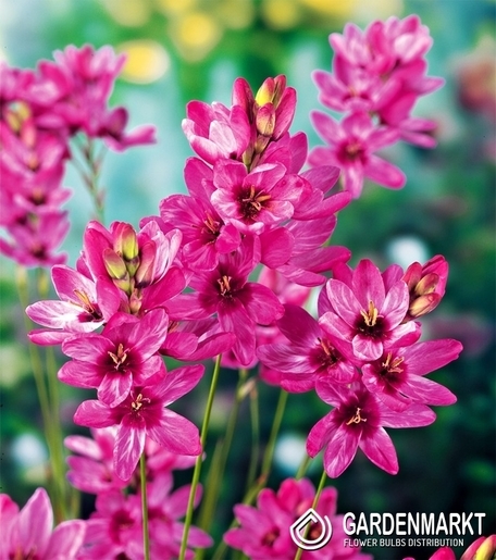 Ixia - Iksja Mabel 10 pcs