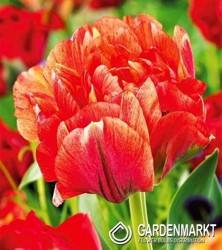 Tulip Double Gudoshnik Double 3 pcs