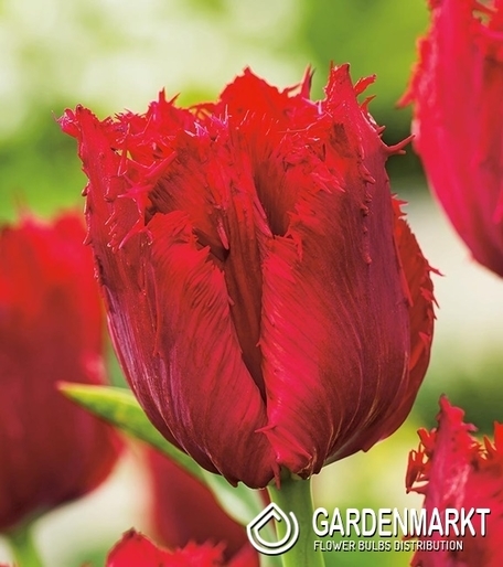 Tulip Fringed Versaci 5 pcs