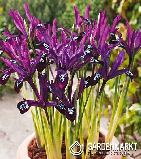 Iris Reticulata Pauline 10 pcs