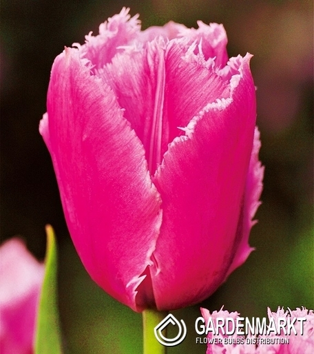 Tulip Fringed Pink Survival 5 pcs