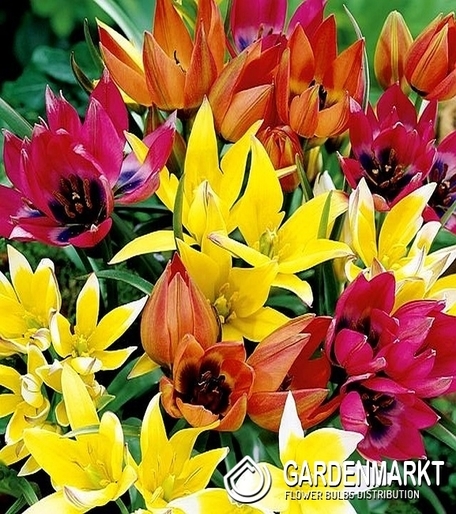 Tulip Botanical Botanical Mix 25 pcs