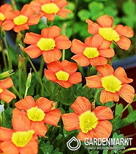 Oxalis Obtusa 1 pcs