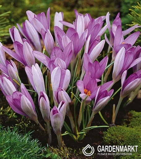 Spring Crocus Roseus 10 pcs