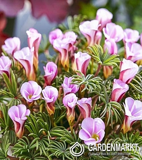Oxalis Autumn Pink 3 pcs