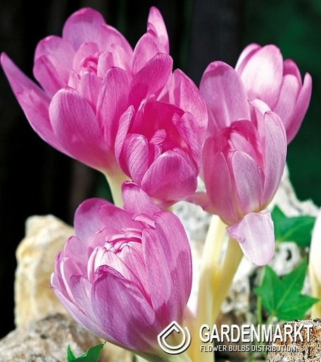 Colchicum Giant Bizantyjski 1 pcs