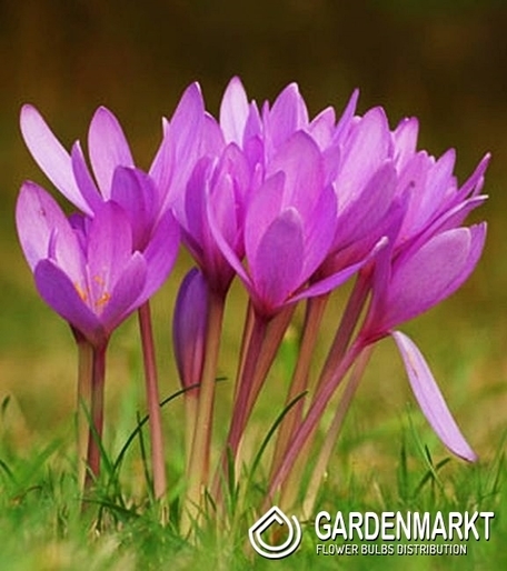 Colchicum Giganteum 1 pcs