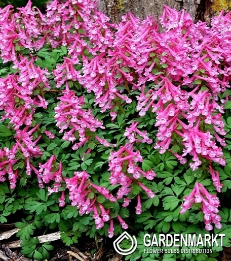 Corydalis - Kokorycz Beth Evans 5 pcs.