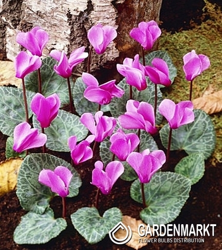 Cyclamen - Cyklamen Cilicicum Fiołek Alpejski 1 pcs.