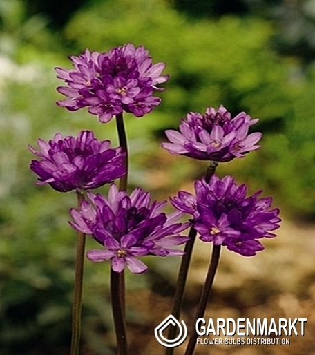 Dichelostemma Comgestum 5 pcs.