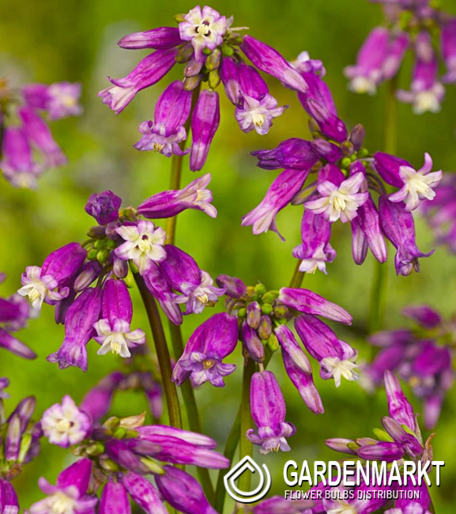 Dichelostemma Pink Diamond 5 pcs.