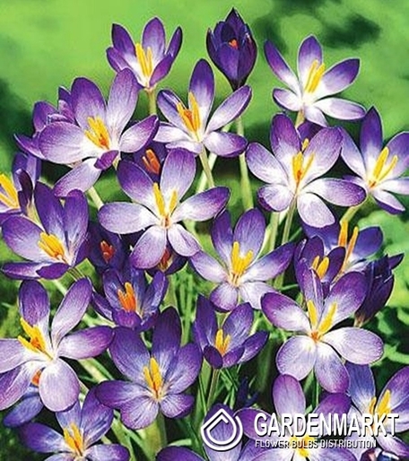 Spring Crocus Barr's Purple 10 pcs