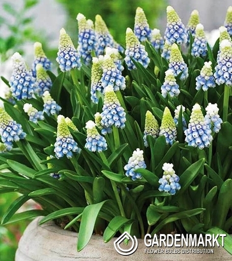 Muscari Aqua Magic 10 pcs