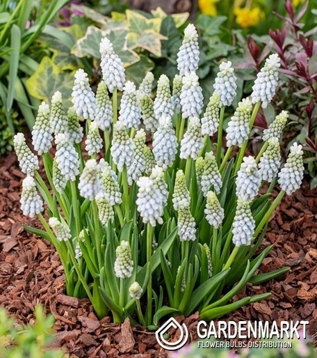 Muscari Esther 10 pcs