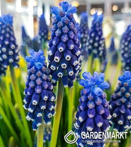 Muscari Night Eyes 10 pcs