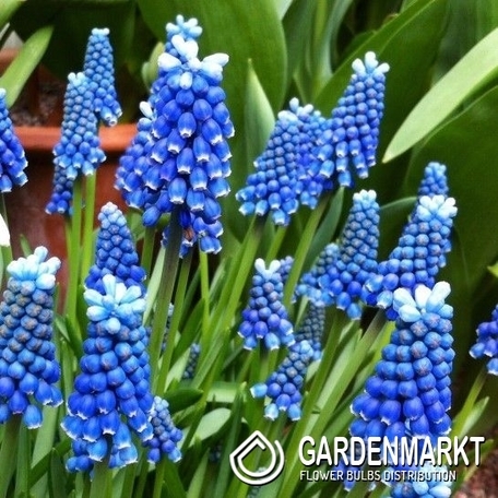 Muscari Blue Magic 10 pcs