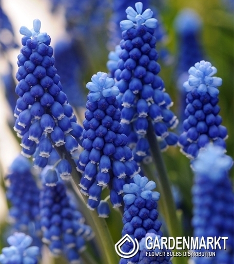 Muscari Super Star 10 pcs