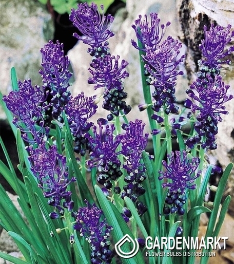 Muscari Comosum 10 pcs