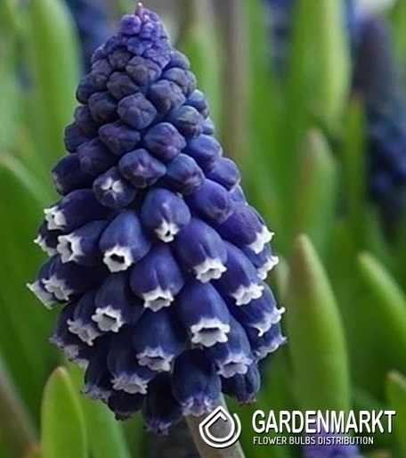 Muscari Joyce Spirit 10 pcs