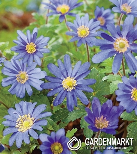 Anemone Blanda Blue Shades 10 pcs