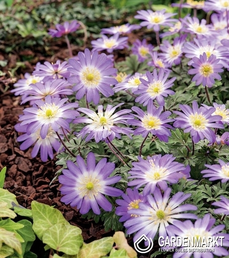 Anemone Charmer 10 pcs
