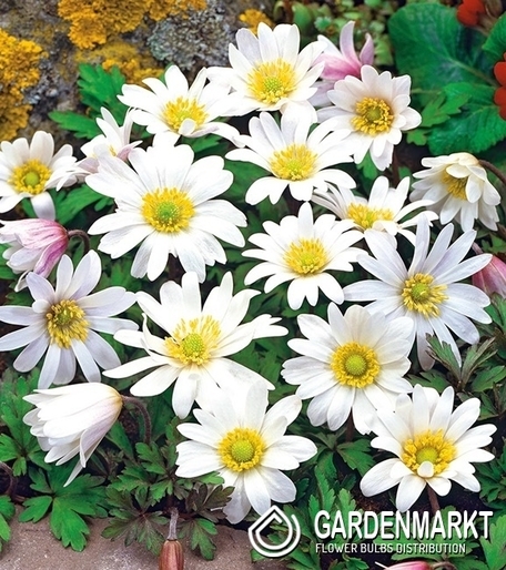 Anemone White Splendour 10 pcs