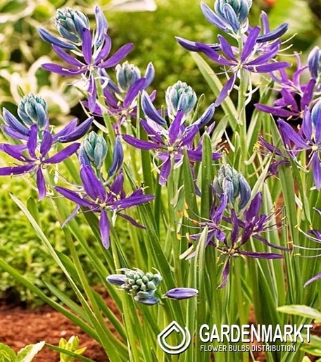 Camassia Quamash 10 pcs