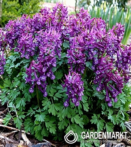 Corydalis Purple Bird 5 pcs.