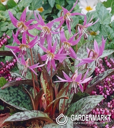 Erythronium Dog's Tooth Dens-Canis 1 pcs