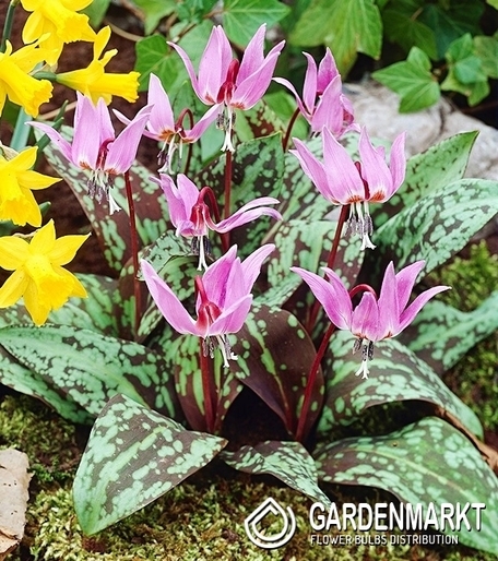 Erythronium Dog's Tooth Rose Queen 1 pcs