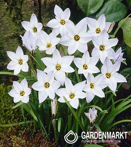 Ipheion White Star 10 pcs