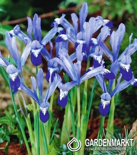 Iris Reticulata Clairette 10 pcs