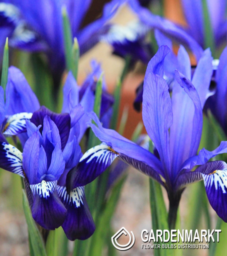 Iris Reticulata Fabiola 10 pcs