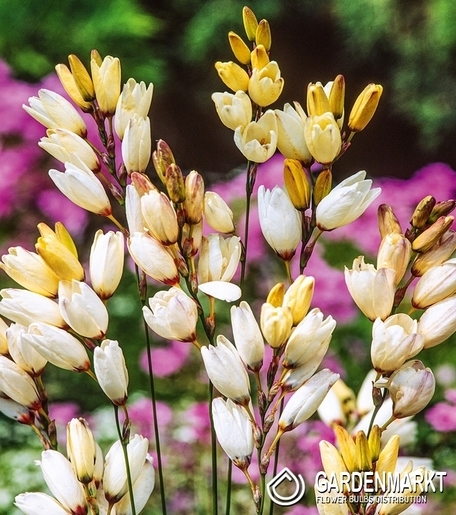 Ixia Marquette 10 pcs