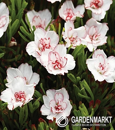 Oxalis Pink Wonder 3 pcs