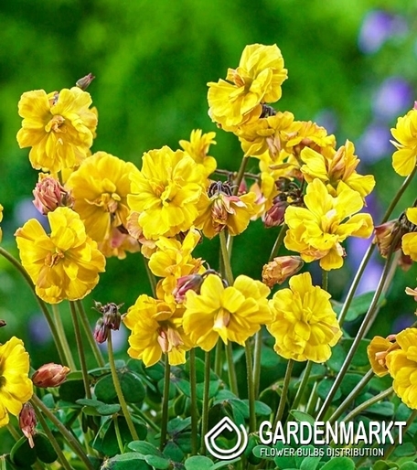 Oxalis Double Trouble 3 pcs