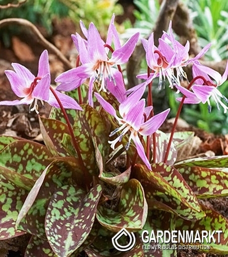 Erythronium Dog's Tooth Purple King 1 pcs