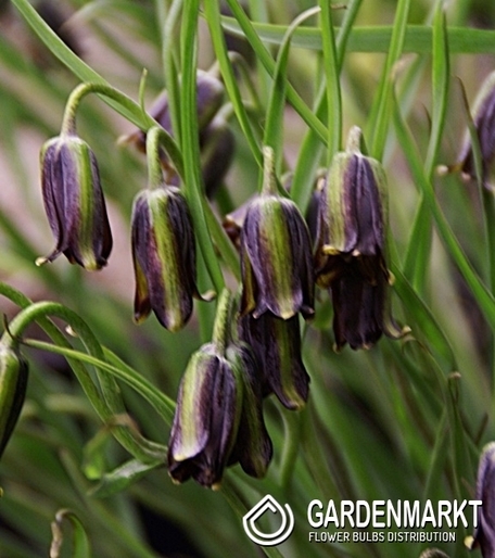 Fritillaria Crown Imperial Elwessi 3 pcs