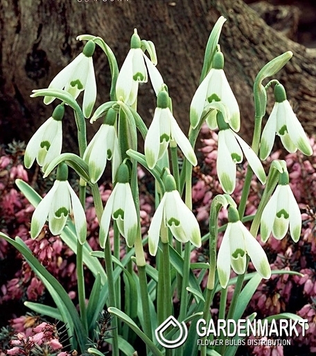 Galanthus Snowdrop Viridi-apice 3 pcs