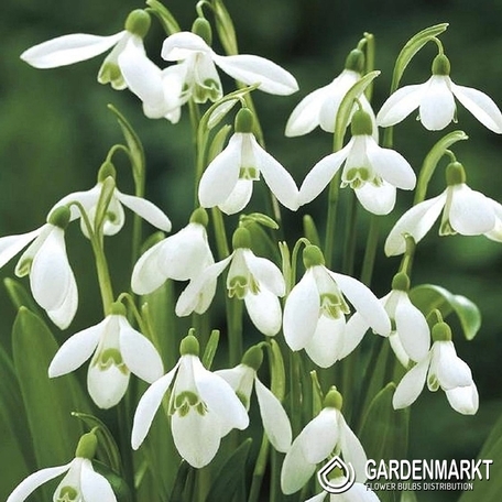 Galanthus Snowdrop Woronowii 10 pcs