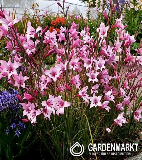 Gladiolus Carneus 5 pcs