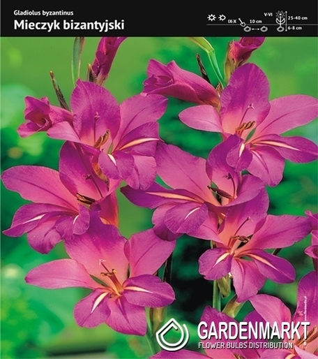 Gladiolus Byzantinus 10 pcs