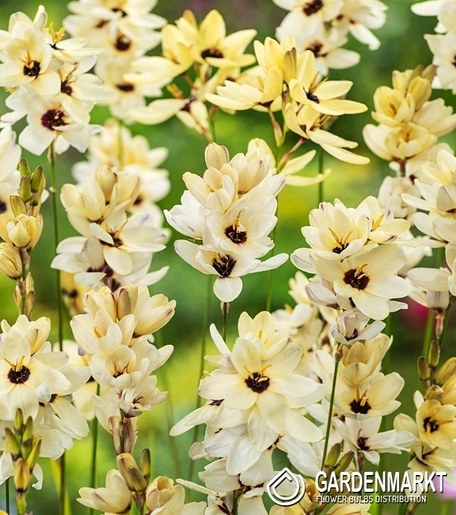 Ixia Hogarth 10 pcs