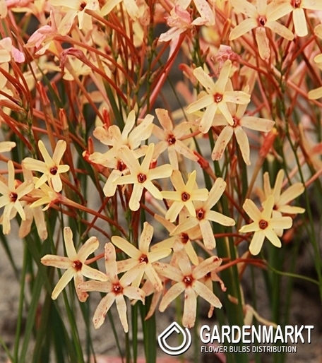 Ixia Paniculata Eos 10 pcs