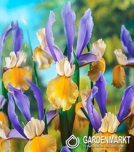 Iris Dutch Miss Saigon 10 pcs