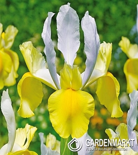 Iris Dutch Montecito 10 pcs